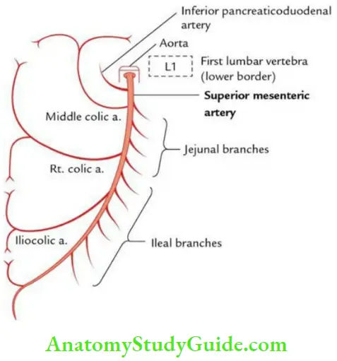 Small And Large Intestine Anatomy Question And Answers - Anatomy Study ...