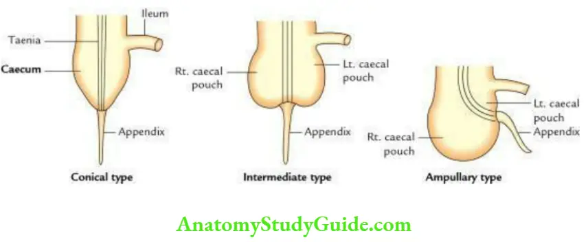Small And Large Intestines Types Of Caecum