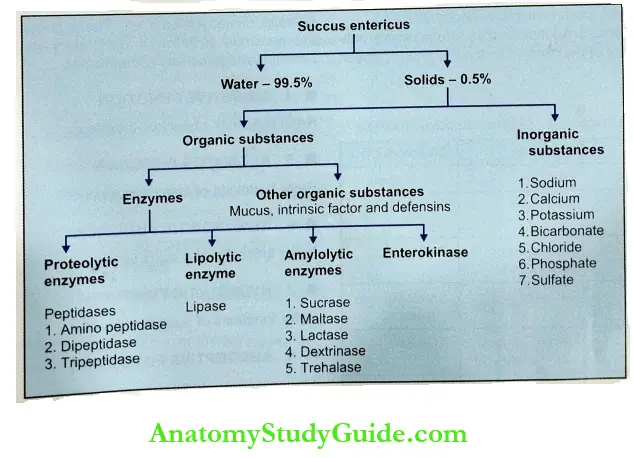 Small Intestine Functional Anatomy Composition Of Succus Entericus