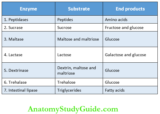 Small Intestine Functional Anatomy Digestive Enzymes Of Succus Entericus