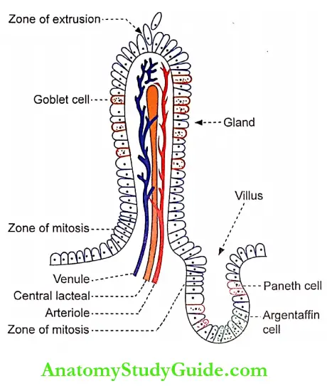 Small Intestine Functional Anatomy Intestinal Gland And Villus