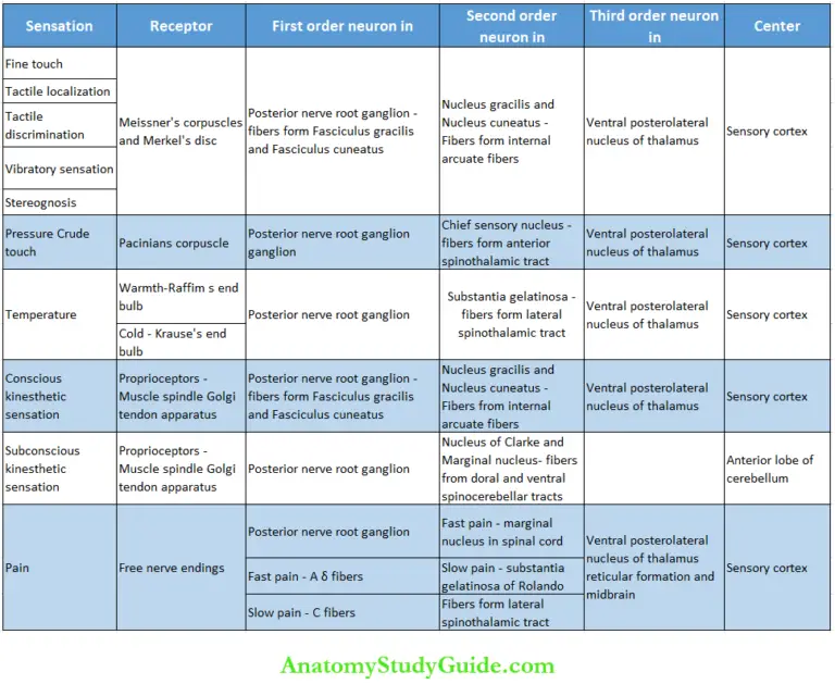 Somatosensory System And Somatomotor System Notes - Anatomy Study Guide