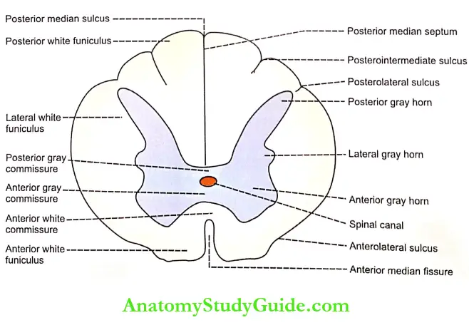 Spinal Cord Physiology Notes - Anatomy Study Guide