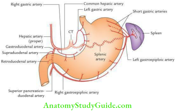 Stomach And Spleen Arterial Supply of The Stomach