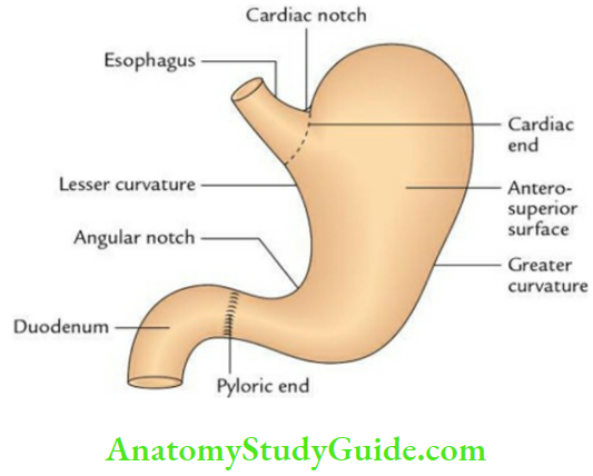 Stomach And Spleen External Features Of The Stomach