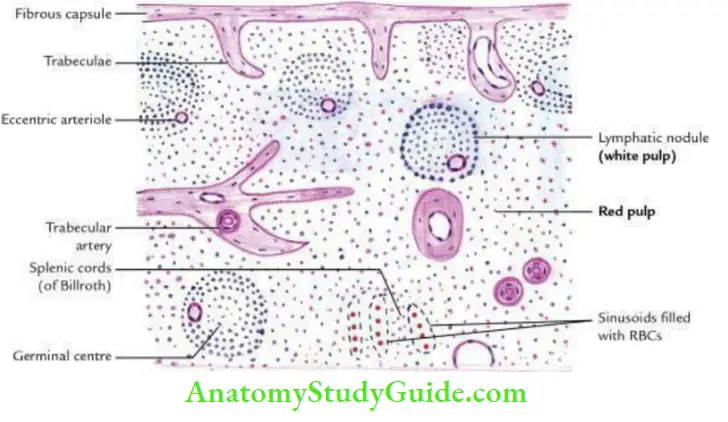 Stomach And Spleen Histological Features Of the Spleen