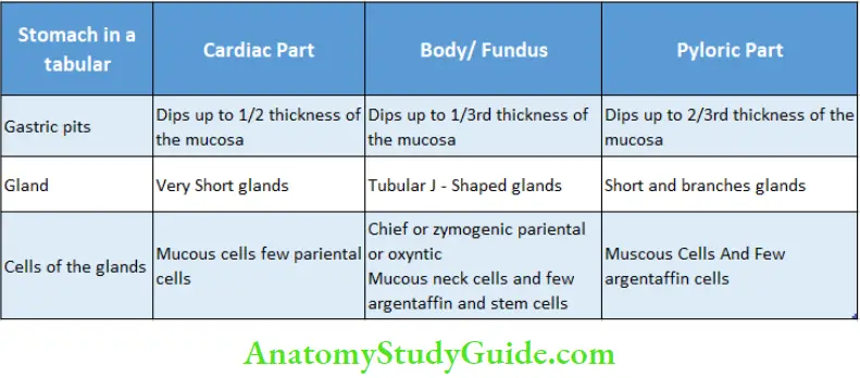 Stomach And Spleen Histological Features of Stomach Parts