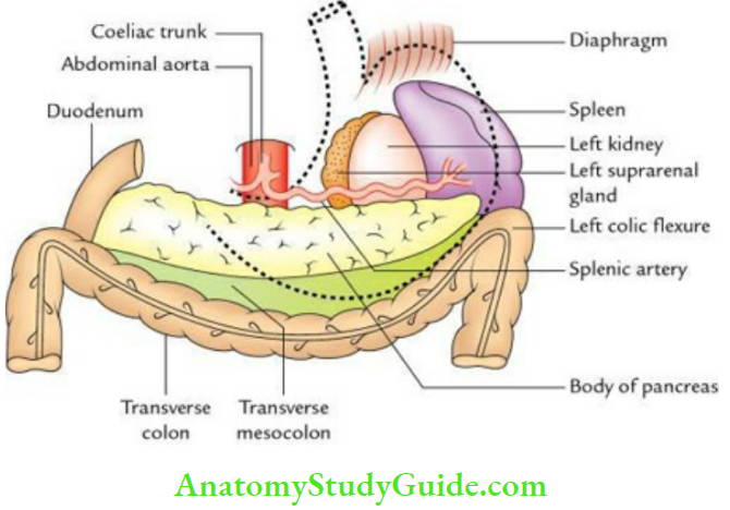 Stomach And Spleen Posterior Relations Of The Stomach