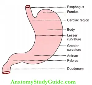 Physiology Stomach Functions Properties Notes - Anatomy Study Guide