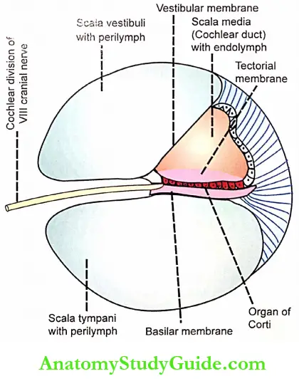 Structure Of Ear Cross Section Of Spiral Canal Of Cochlea