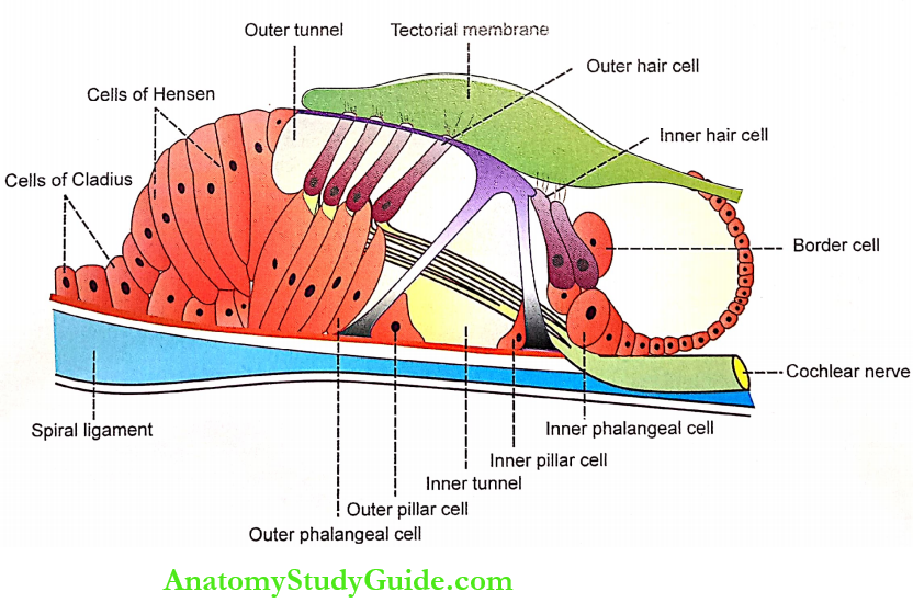 Structure Of Ear Organ Of Corti