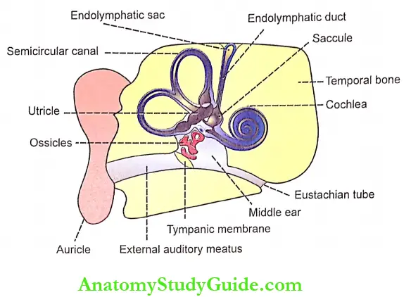 Structure Of Ear