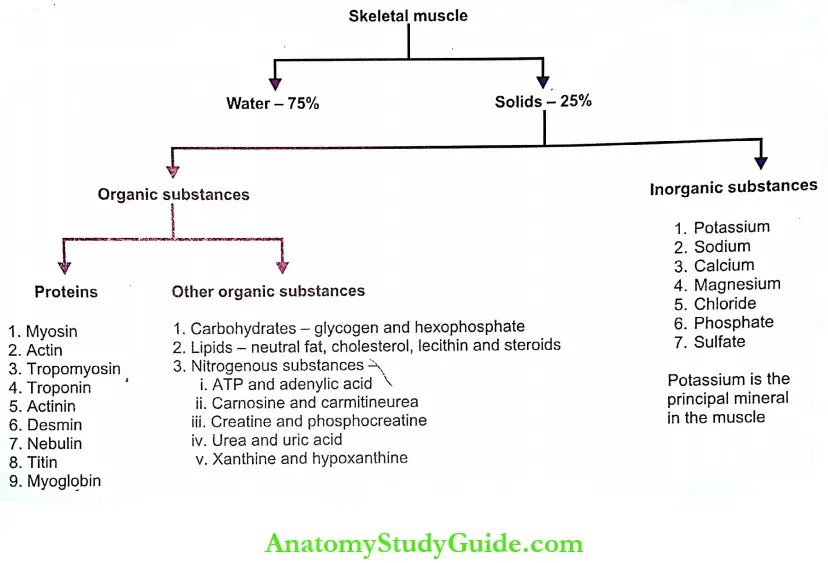 Structure Of Skeletal Muscle Notes Composition Of Skeletal Muscle