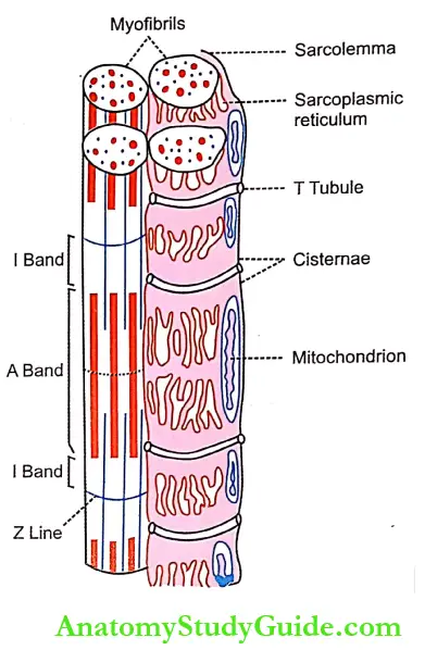 Structure Of Skeletal Muscle Notes The Relation Between Sarcotubular System And Parts Of Sarcomere