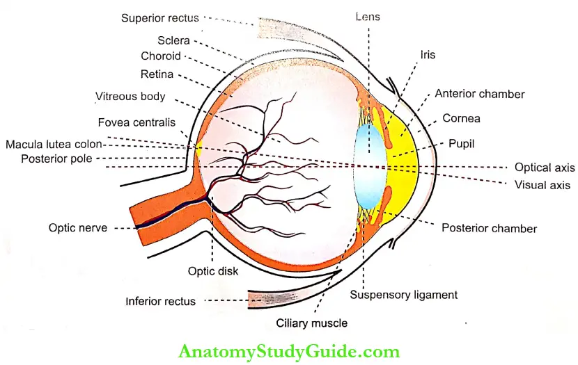 Eye Anatomy And Function Notes - Anatomy Study Guide