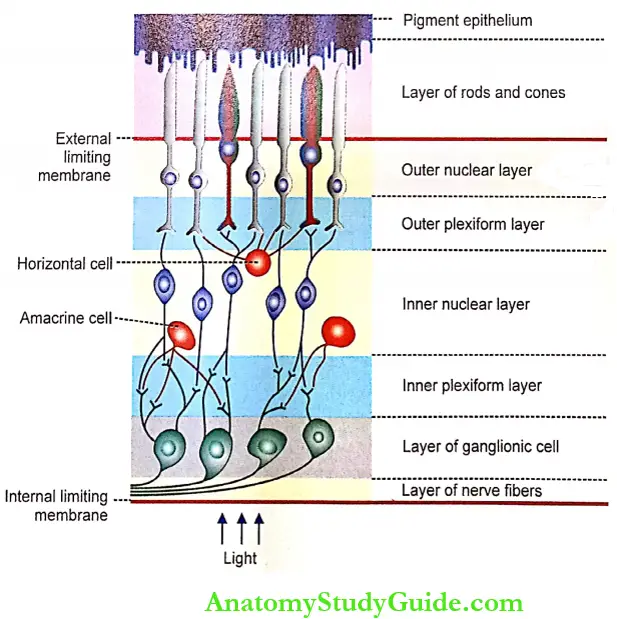 Eye Anatomy And Function Notes - Anatomy Study Guide