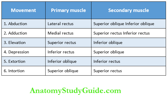 Eye Anatomy And Function Notes - Anatomy Study Guide