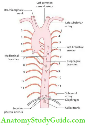 Superior Vena Cava Aorta Pulmonary Trunk And Thymus Question And ...