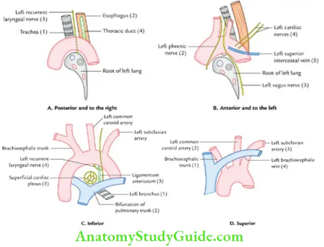 Superior Vena Cava Aorta Pulmonary Trunk And Thymus Question And