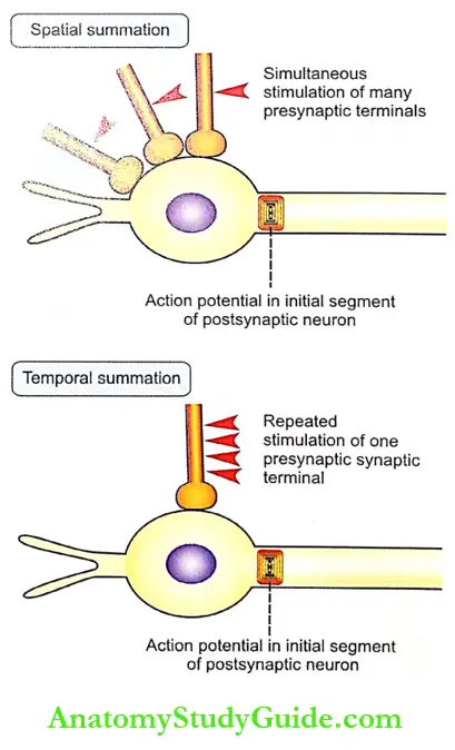 Synapse Physiology Notes - Anatomy Study Guide