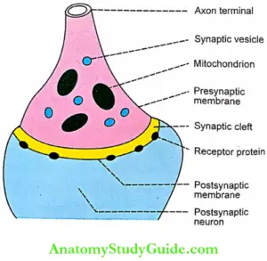 Synapse Physiology Notes - Anatomy Study Guide