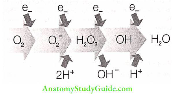 The War Within Chemical Pathway For Oxygen Reduction To Water