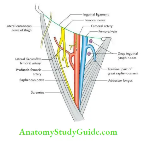 Thigh Boundaries and contents of femoral triangle