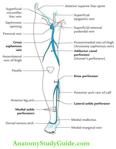 Thigh Great saphenous vein showing course, tributaries and perforators