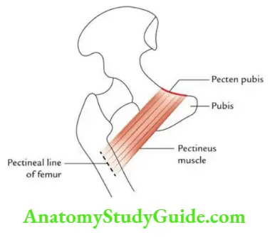 Muscles of the Posterior Thigh Question And Answer - Anatomy Study Guide
