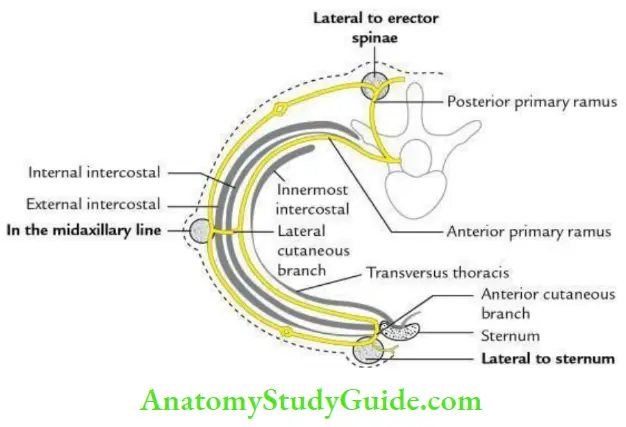 Thoracic Cavity Course Of typical Intercostal Nerve