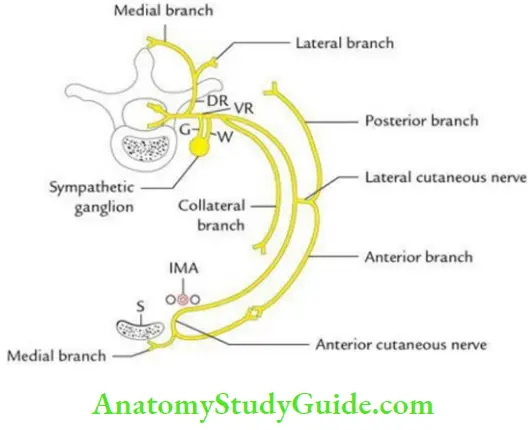 Thoracic Cavity Origin Course And Branches