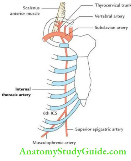 Thoracic Cavity Origin Course And Termination Of Right Internal Thoracic Artery