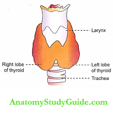 Thyroid Gland Physiology Notes - Anatomy Study Guide