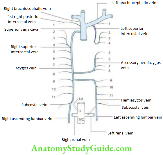 Trachea Esophagus Thoracic Duct And Azygos Vein Azygos vein LA Lumbar Azygos Vein