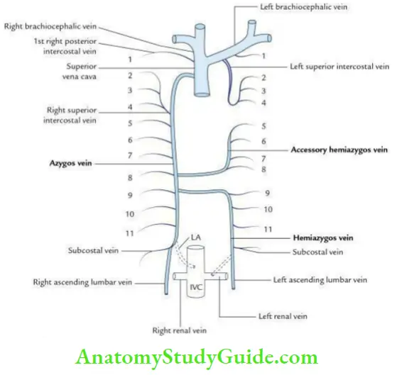 Anatomical Variations Of The Thoracic Duct Question And Answers ...