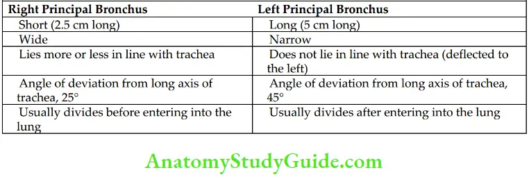 Trachea Esophagus Thoracic Duct And Azygos Vein Difference Between Right And Left Principle Bronchi
