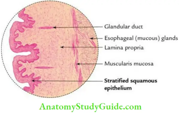 Trachea Esophagus Thoracic Duct And Azygos Vein Histological Features Of The Esophagus