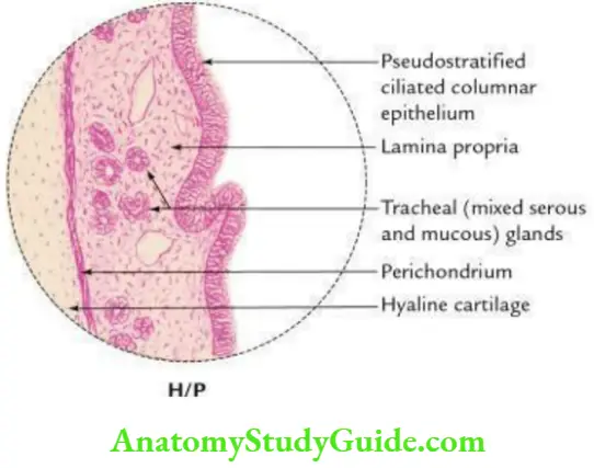 Trachea Esophagus Thoracic Duct And Azygos Vein Histological Features Of The Trachea HP
