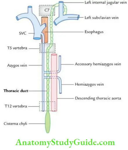 Trachea Esophagus Thoracic Duct And Azygos Vein Origin Curse And Termination Of The Thoracic Duct