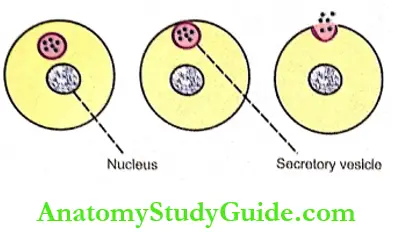 Transport Through Cell Membrane Exocylosis