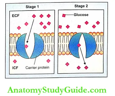 Transport Through Cell Membrane Hypothetic Diagram Of Facilitated Diffusion From Higher Concentration To Lower Concentration