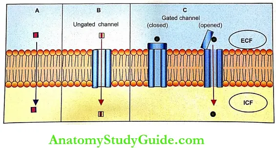Transport Through Cell Membrane Hypothetic Diagram Of Simple Diffusion Through The Cell Membrane