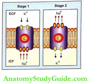 Transport Across Cell Membrane Notes - Anatomy Study Guide