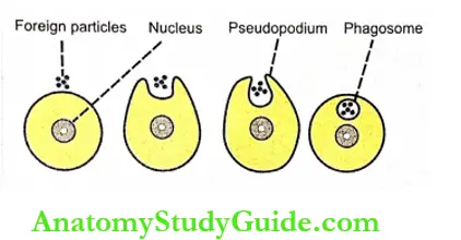 Transport Through Cell Membrane Process Of Phadocytosis