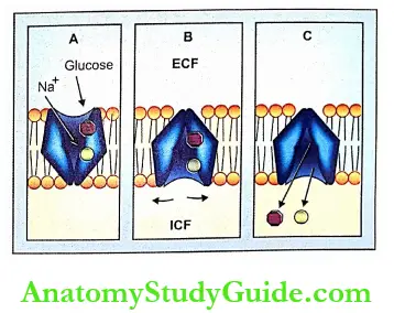 Transport Through Cell Membrane Sodium Co-Transport