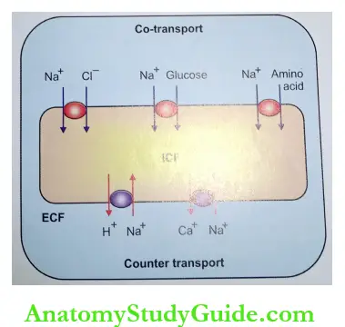 Transport Through Cell Membrane Sodium Co-transport And Counter Transport By Carrier proteins