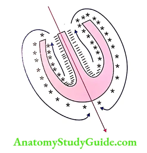 Vector notes Instataneous mean vector when currect flows through interventricular septum of the heart