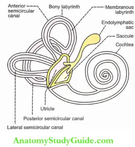 Vestibular Apparatus Physiology Notes - Anatomy Study Guide