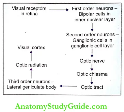 Visual Pathway Representstion Of Visual Pathway