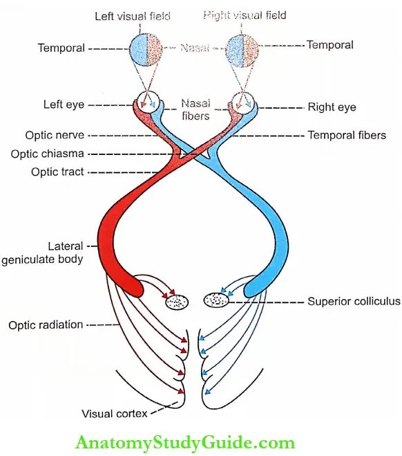 Visual Pathway